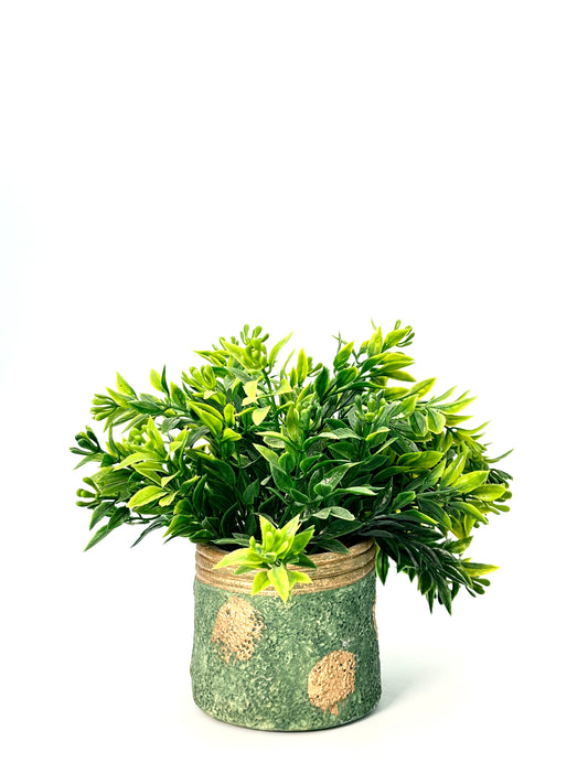 POT PLANT