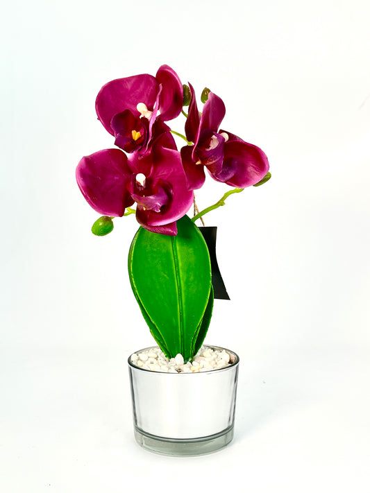 ORCHID POT PLANT